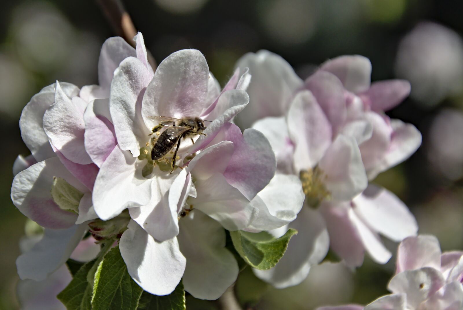 Nikon D5600 sample photo. Honey bee, bee, insect photography