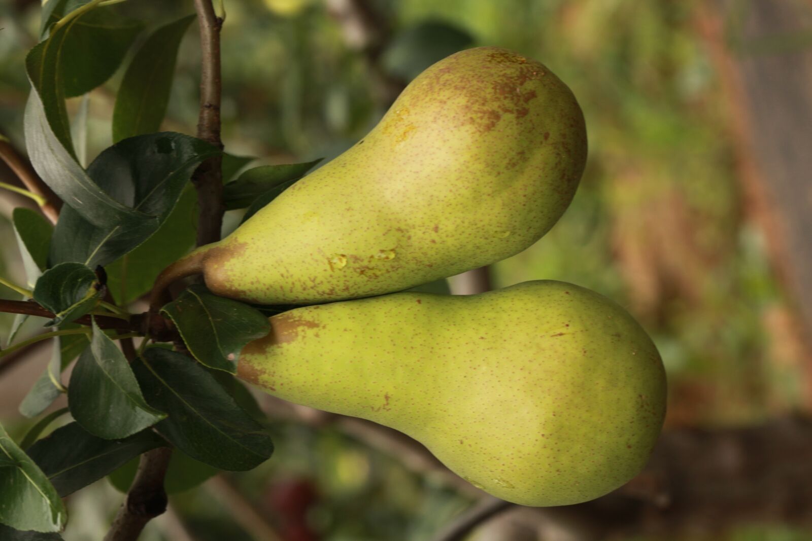 Canon EOS 5D Mark II sample photo. Pear, fruit, pears photography