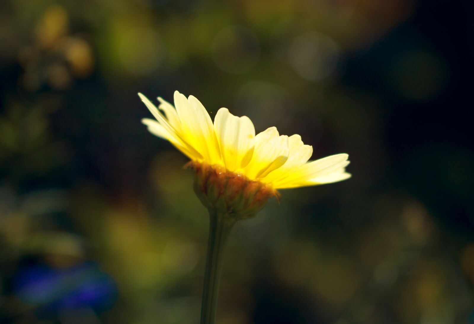 Canon EOS 700D (EOS Rebel T5i / EOS Kiss X7i) sample photo. Flower, summer, nature photography