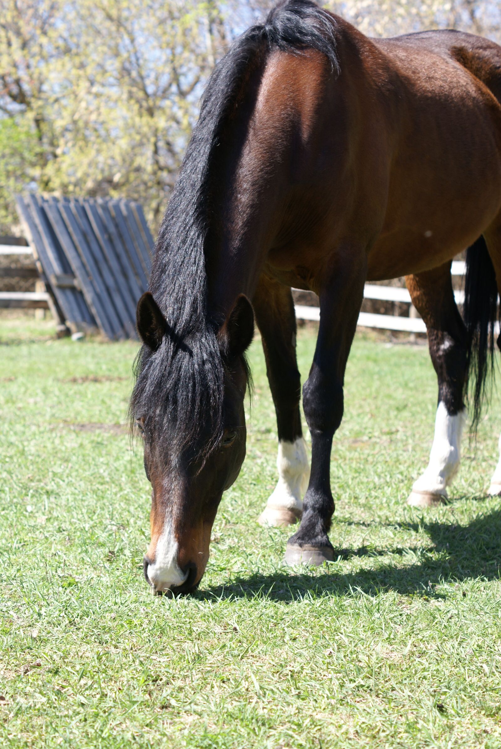 Sony Alpha DSLR-A100 sample photo. Horse, mane, animal photography