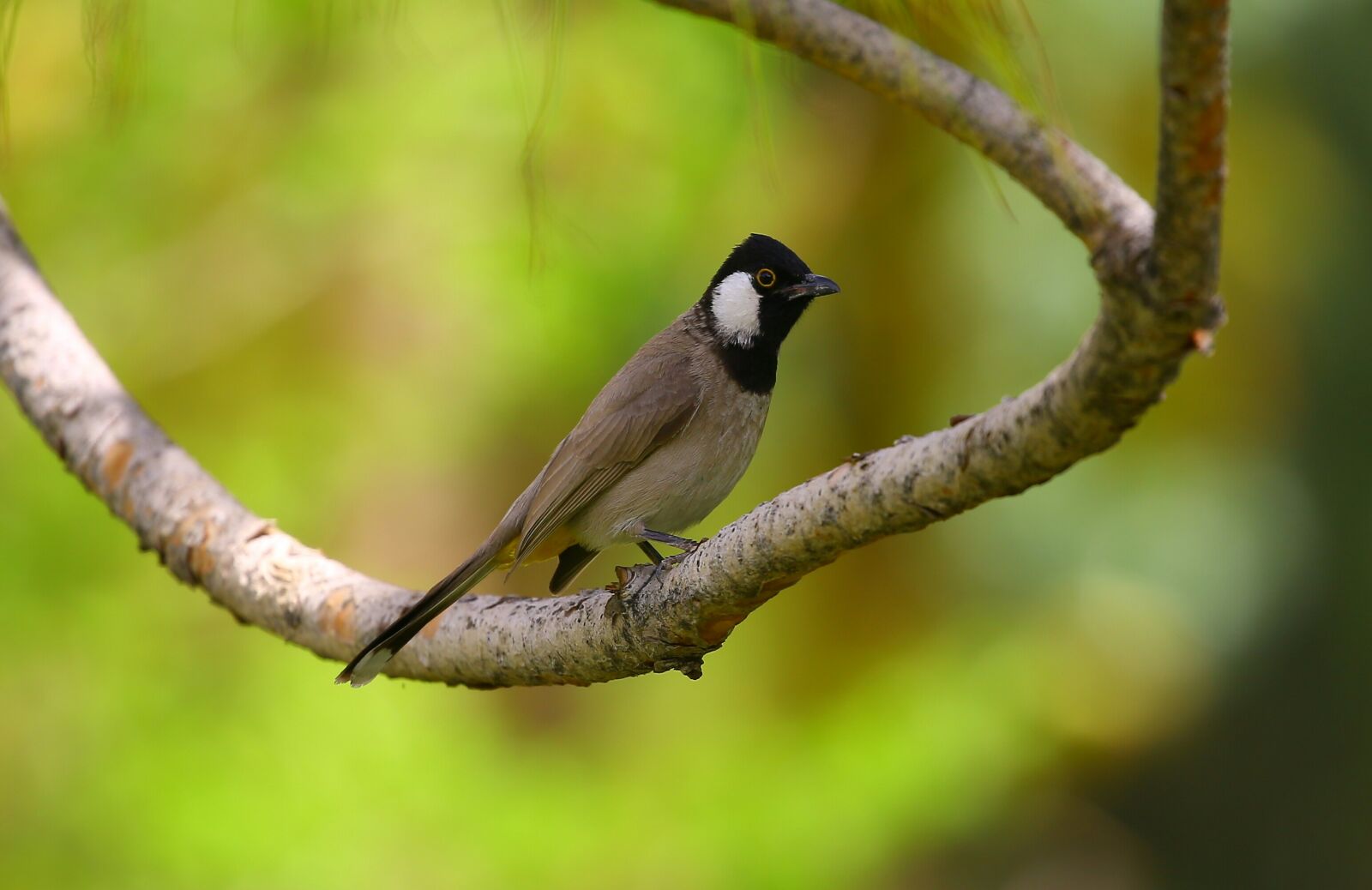 Canon EOS 5D Mark III sample photo. Bird, wildlife, nature, no photography