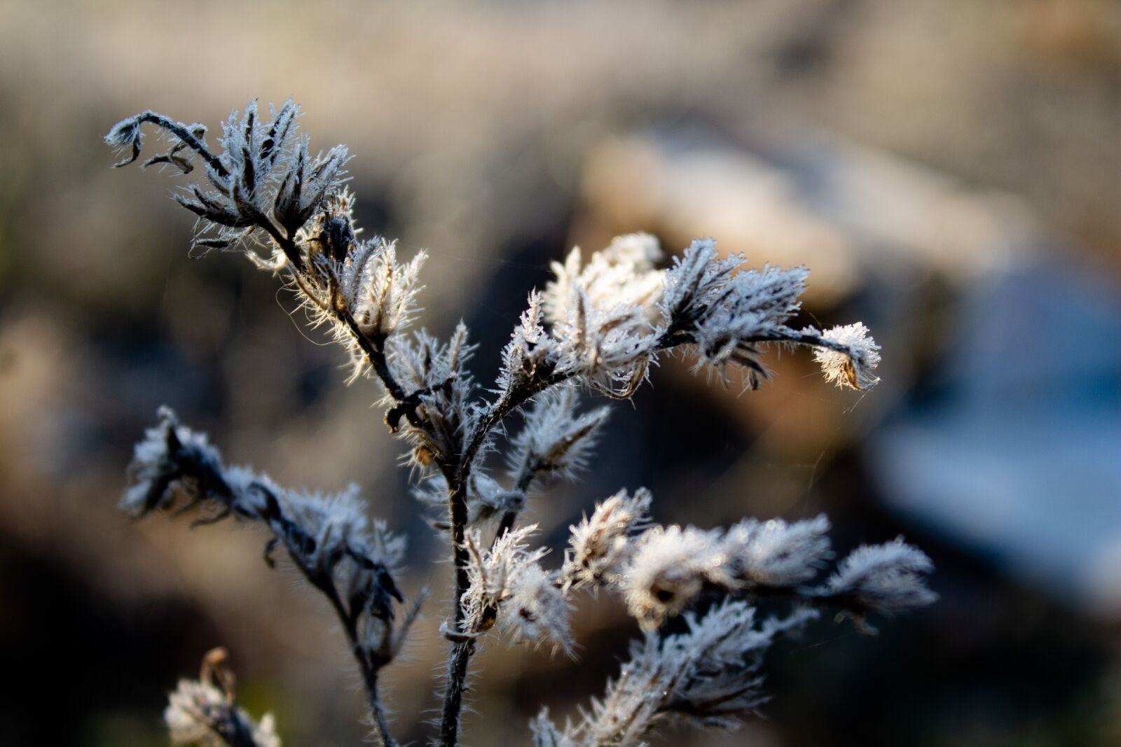 Canon EOS 1100D (EOS Rebel T3 / EOS Kiss X50) sample photo. Frost, autumn, plant photography