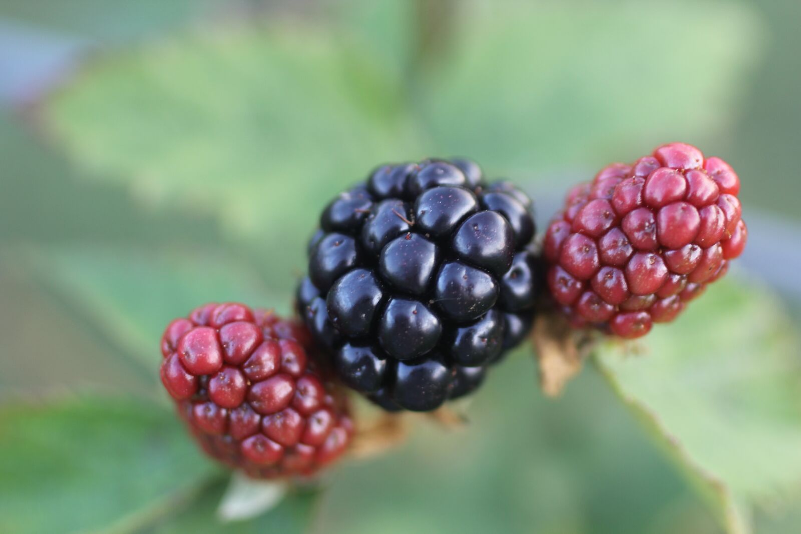 Canon EOS 60D sample photo. Berries, dew berries, berry photography