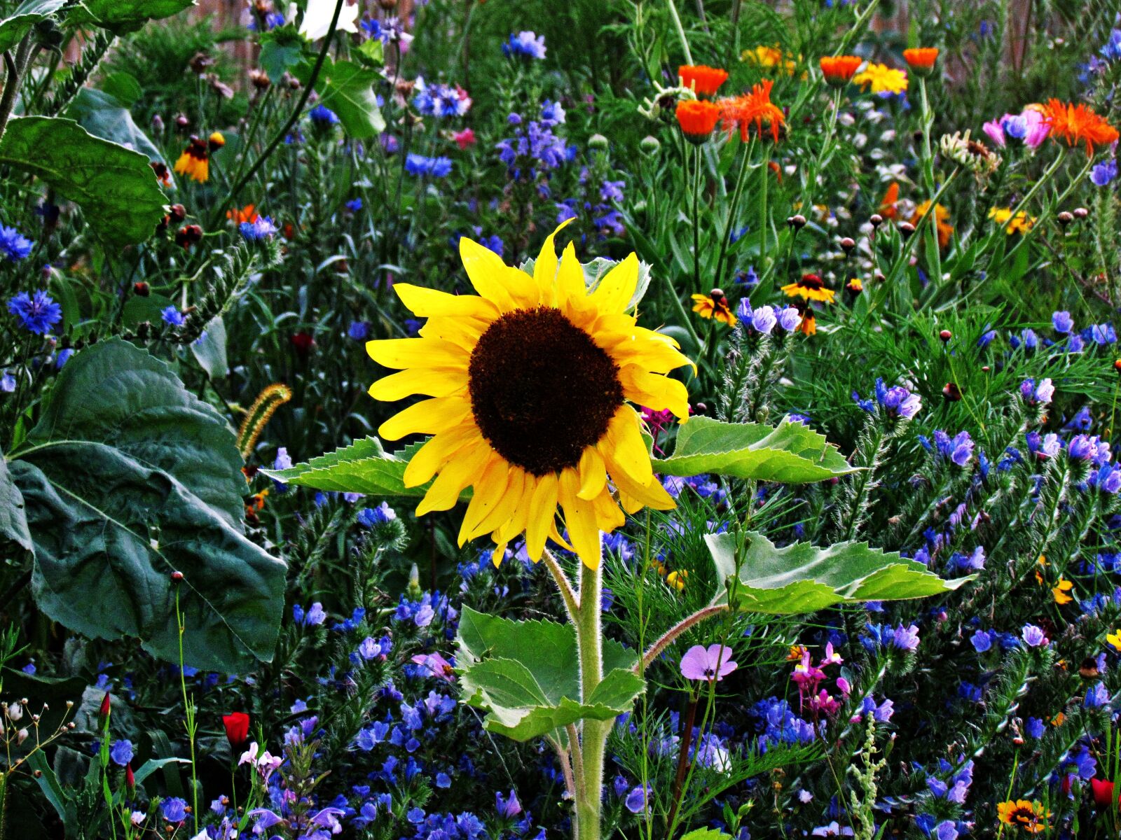 Canon PowerShot SX30 IS sample photo. Sunflower, flower, nature photography