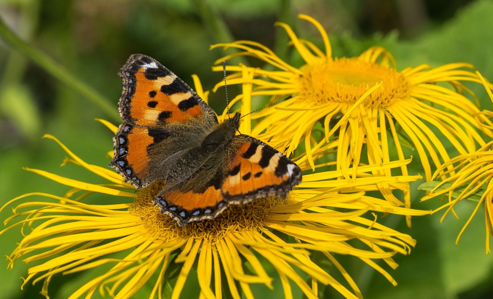 Sony SLT-A77 + Sony DT 16-50mm F2.8 SSM sample photo. Butterfly, insect, summer photography