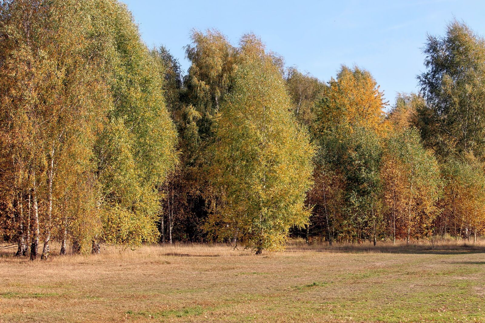 Canon EF-S 55-250mm F4-5.6 IS II sample photo. Autumn colours, trees, fall photography