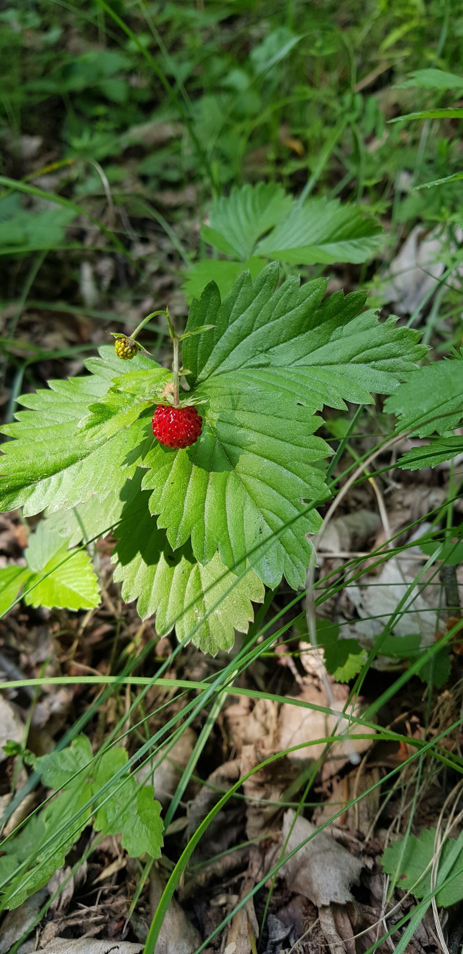 Samsung Galaxy S8 sample photo. Wild strawberry, nature, forest photography