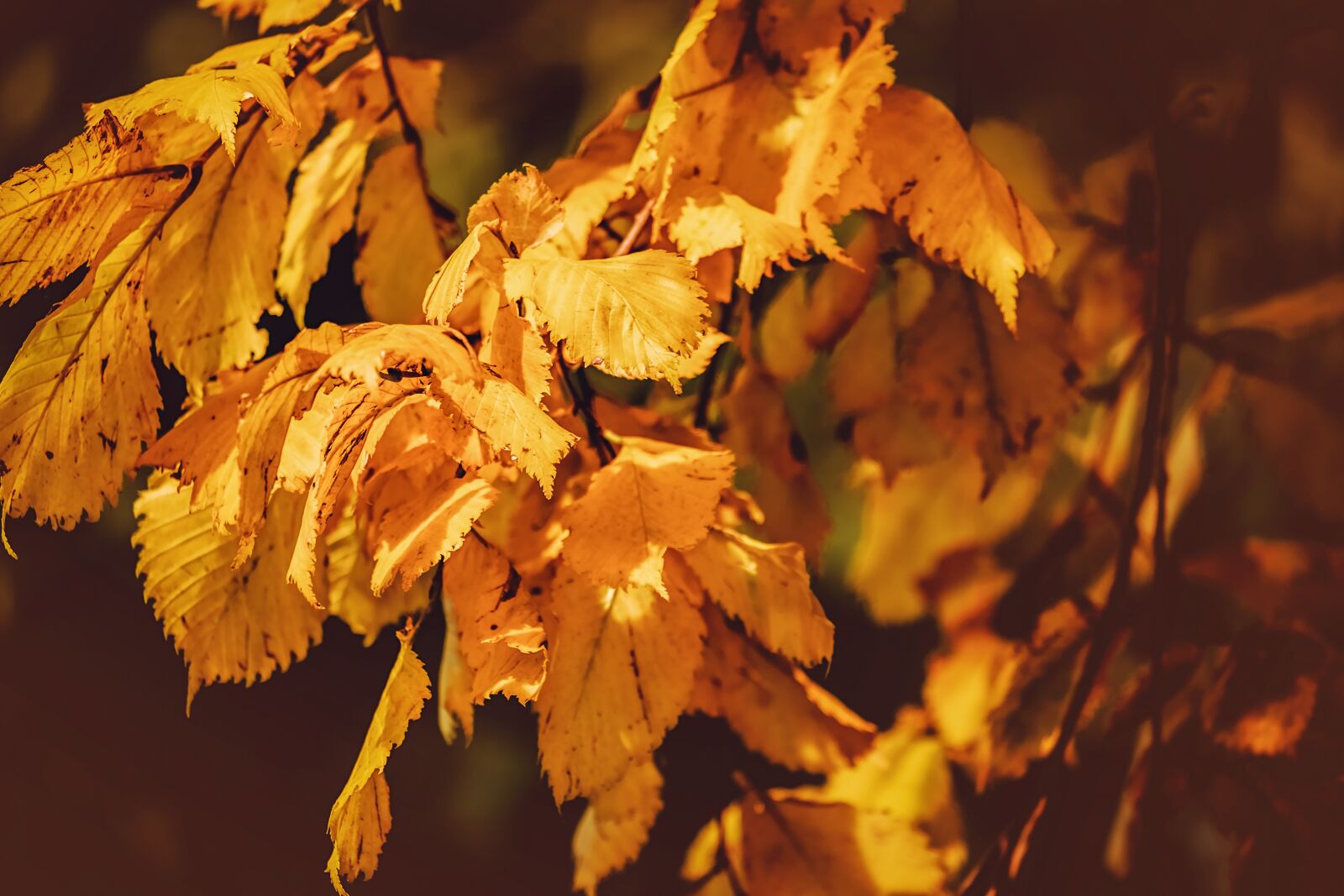 Fujifilm XF 55-200mm F3.5-4.8 R LM OIS sample photo. Leaves, yellow, branch photography