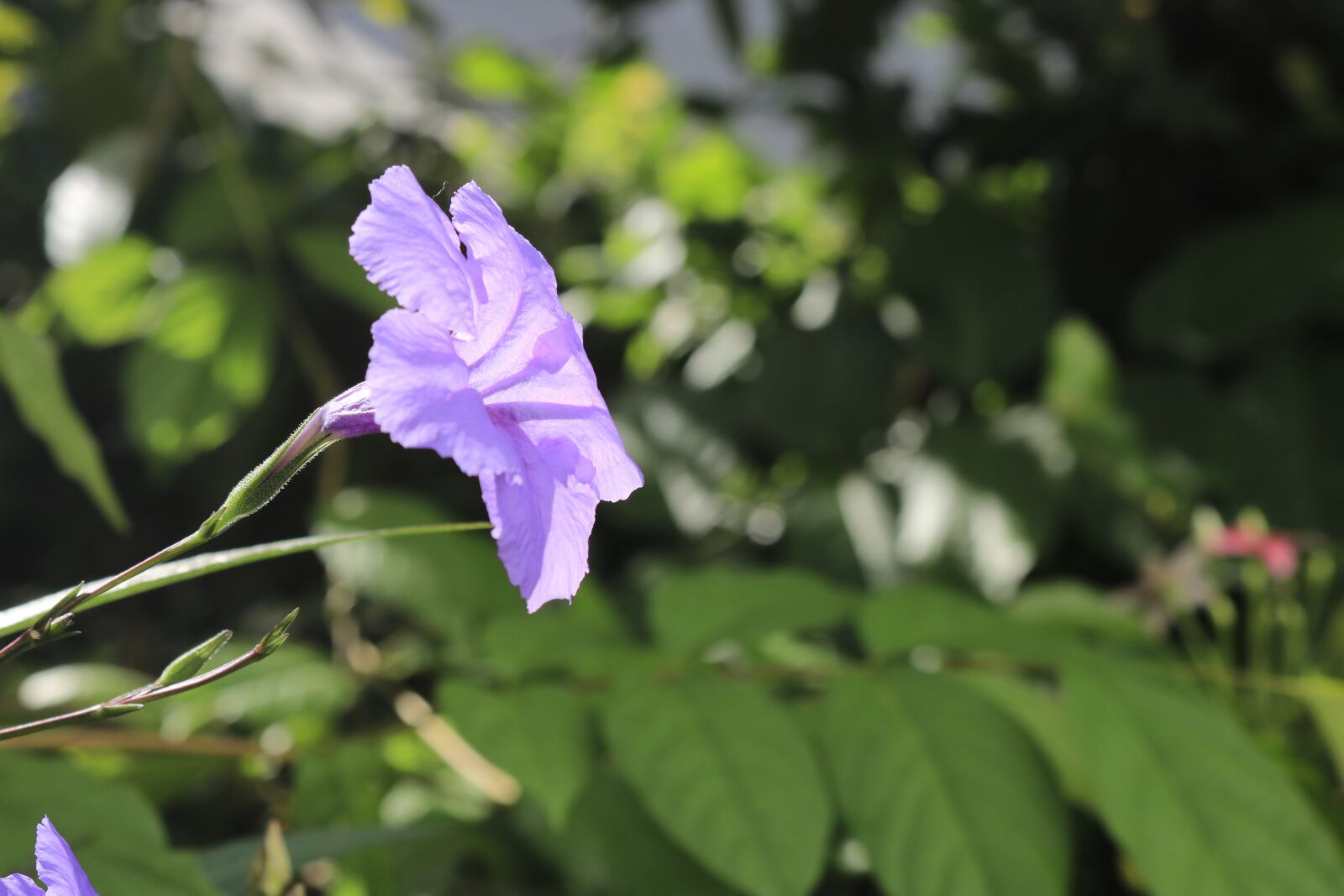 Canon EOS 750D (EOS Rebel T6i / EOS Kiss X8i) sample photo. Flower, ruellia, acanthaceae photography