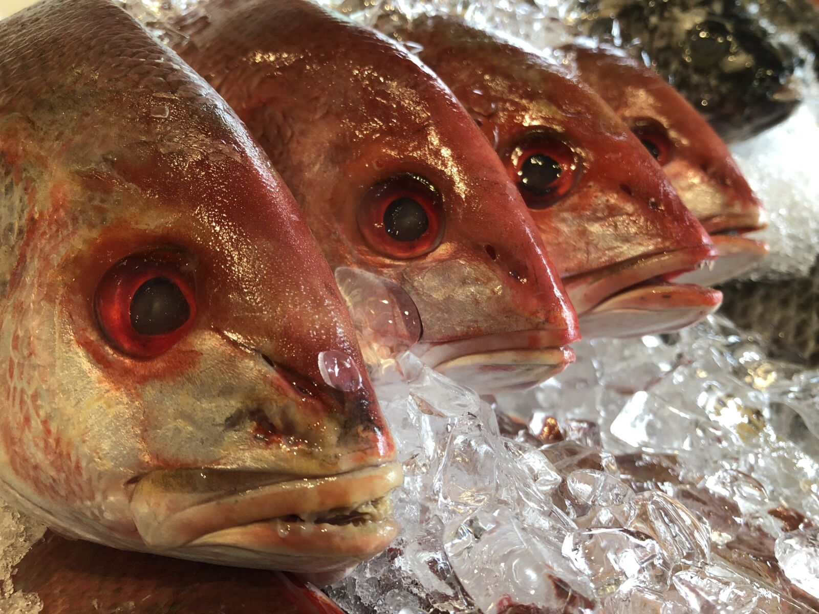 iPhone 8 Plus back dual camera 3.99mm f/1.8 sample photo. Fish, market, seafood photography