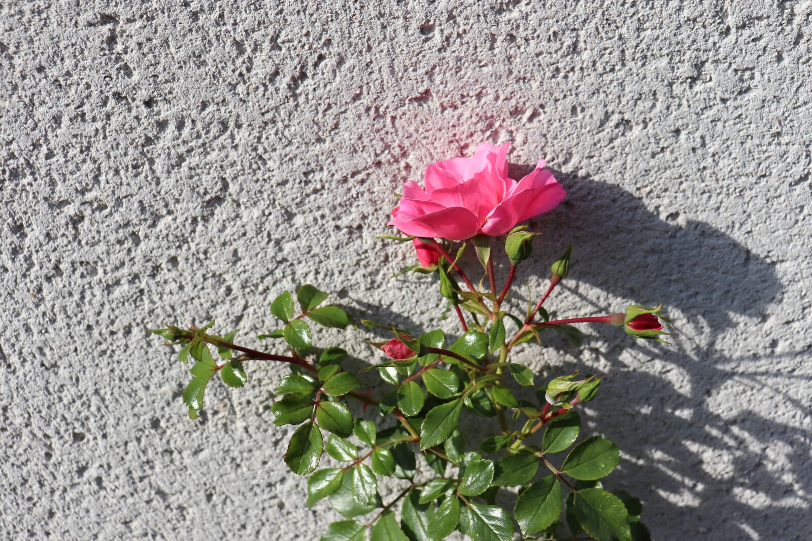 Canon EOS 800D (EOS Rebel T7i / EOS Kiss X9i) sample photo. Wall, roughcast, pink photography