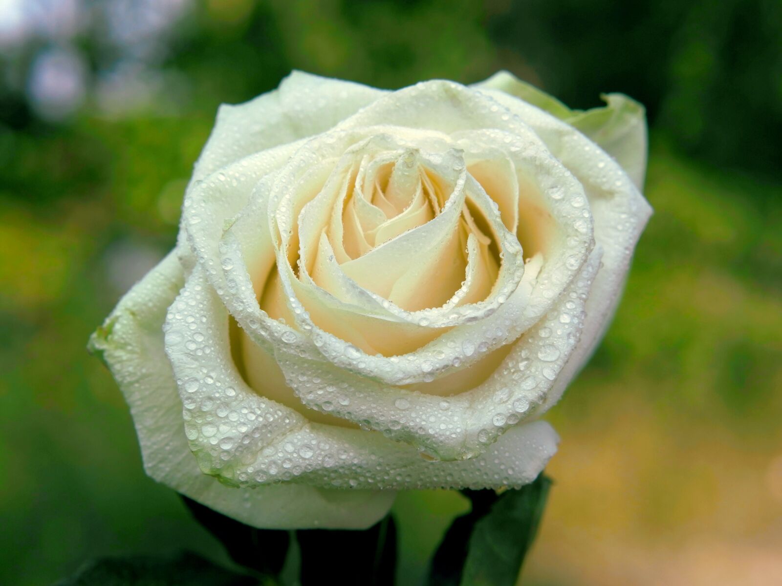 XIAOYI 42.5mm F1.8 sample photo. Nature, colorful, flowers photography
