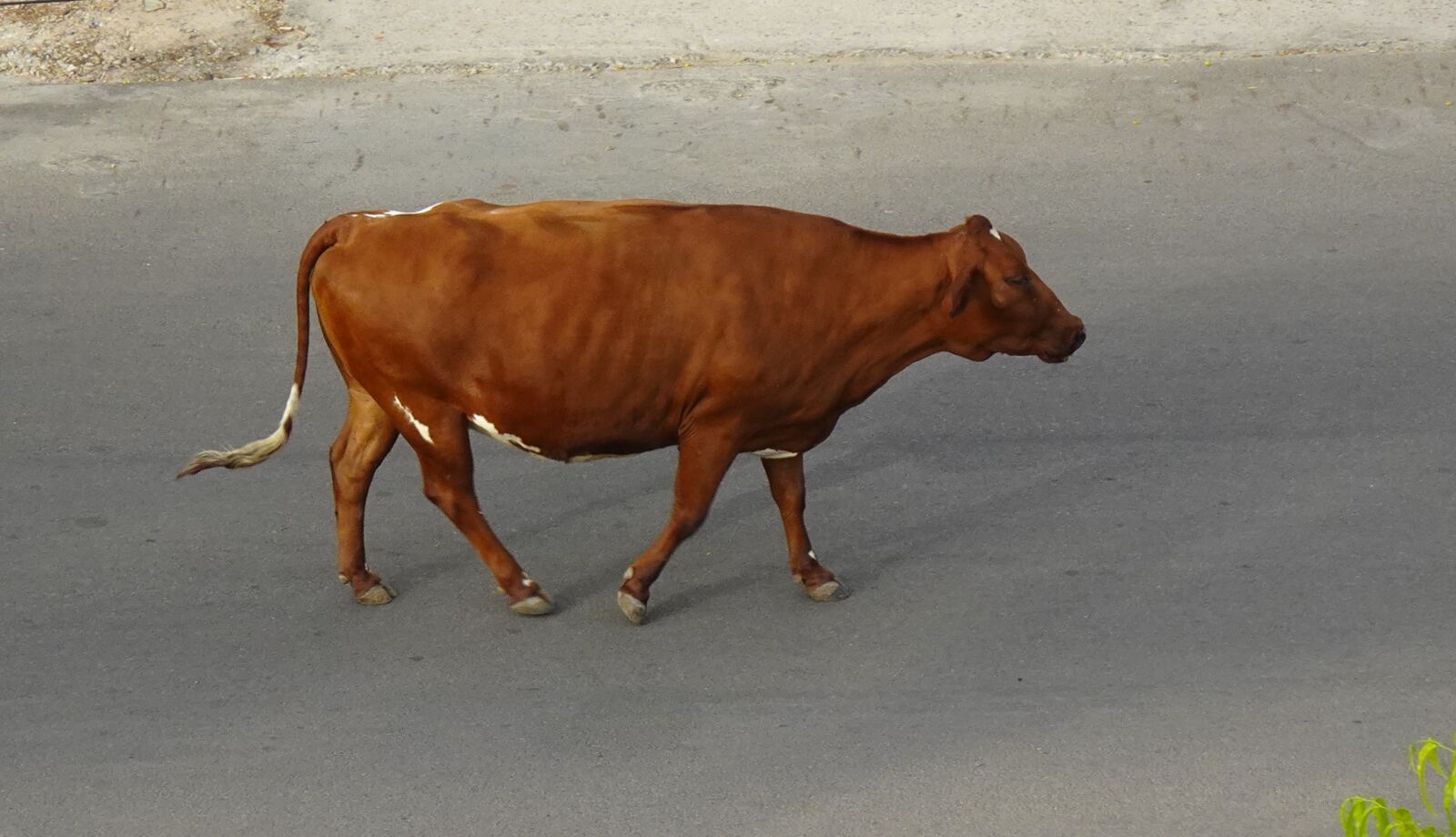 Sony DSC-WX800 sample photo. Cow, red, breed photography