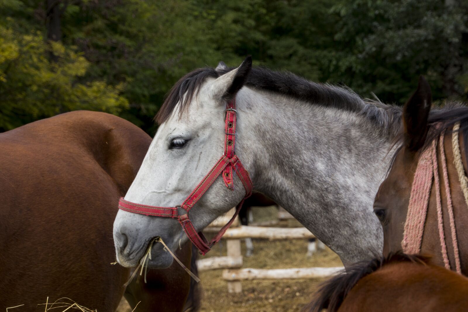 Canon EOS 60D sample photo. Hungary, horse, farm photography