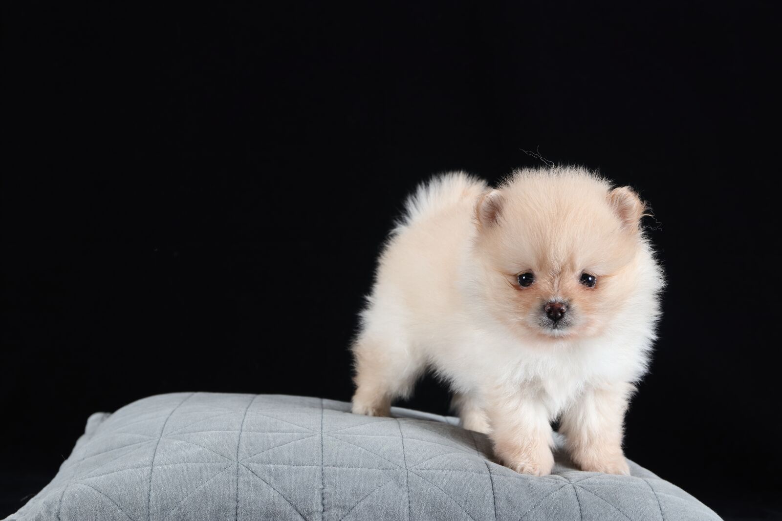 Canon EF 16-35mm F2.8L II USM sample photo. Pomeranian, dog, brown photography
