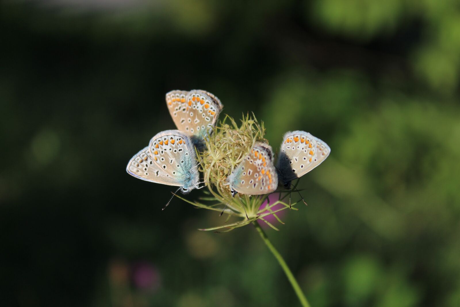 Canon EOS 1300D (EOS Rebel T6 / EOS Kiss X80) sample photo. Butterflies, flower, insect photography