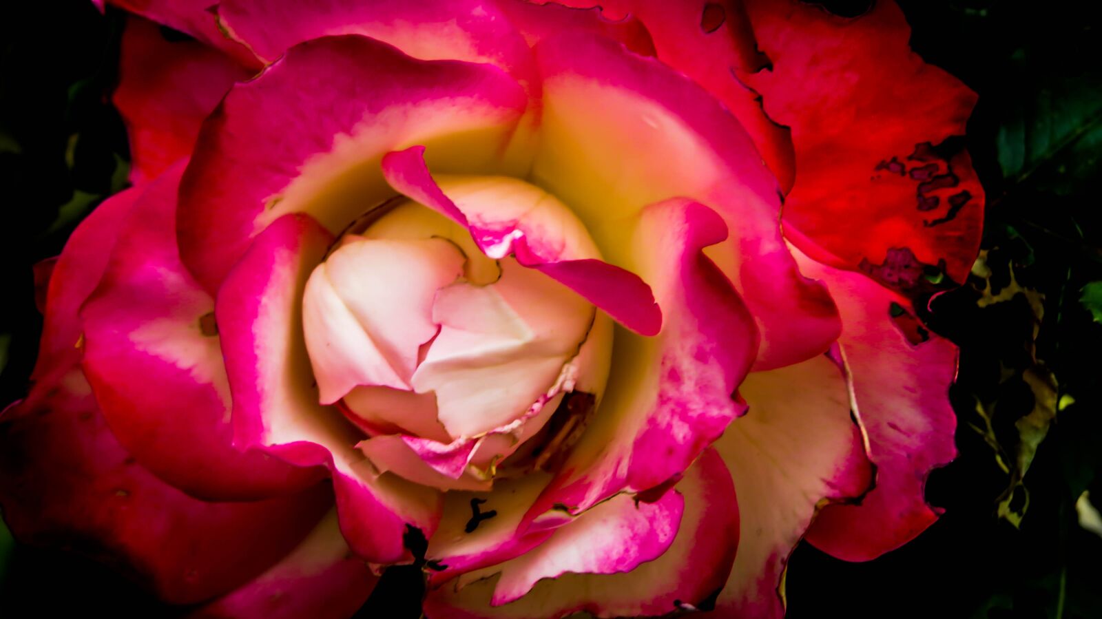 Canon PowerShot SX50 HS sample photo. Flower, plant, garden photography