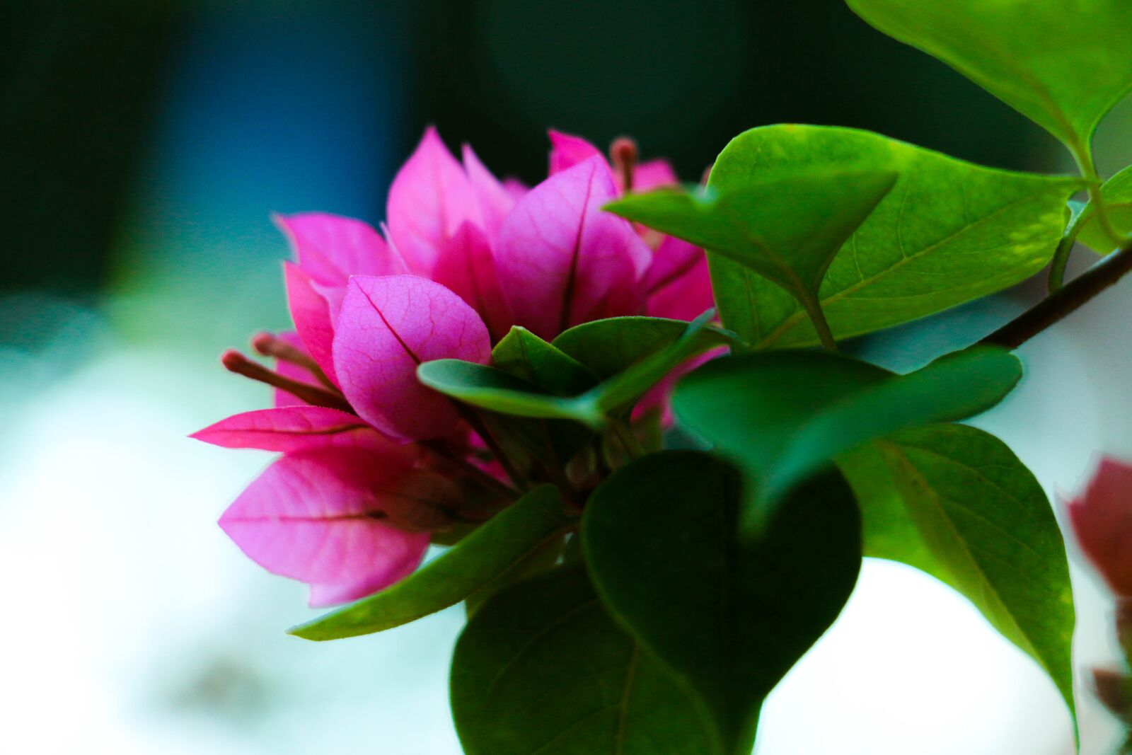 Canon EOS 70D sample photo. Flower, sri lanka, nature photography