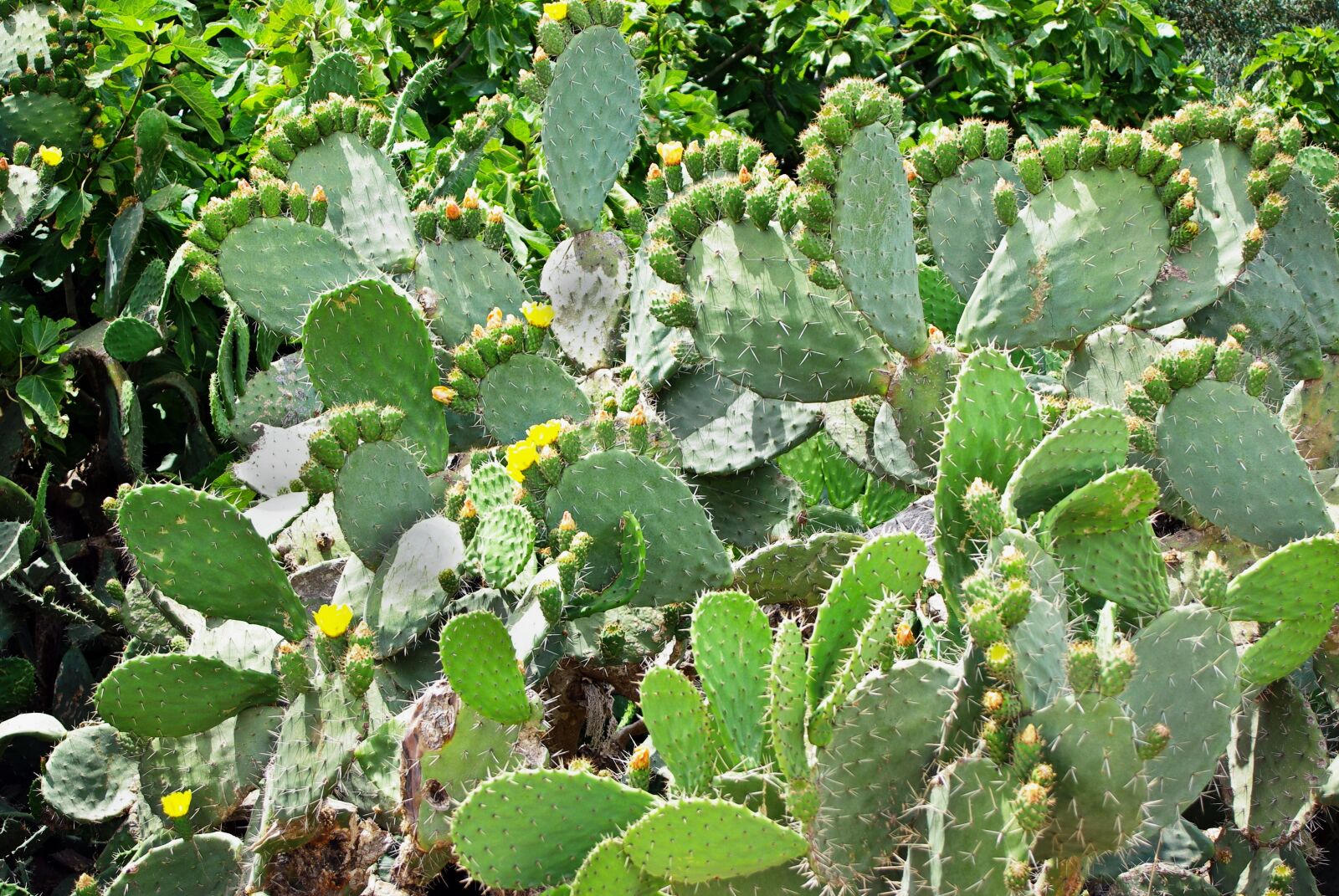 Pentax K200D sample photo. Cactus, opuntia, snowshoes photography