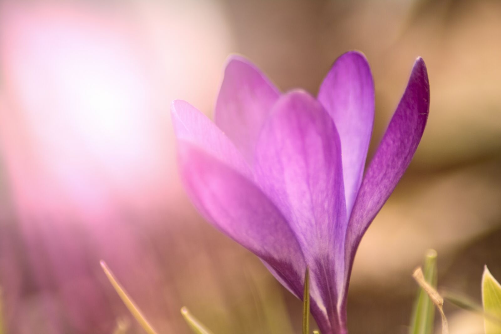 Canon EOS 750D (EOS Rebel T6i / EOS Kiss X8i) sample photo. Crocus, nature, flower photography