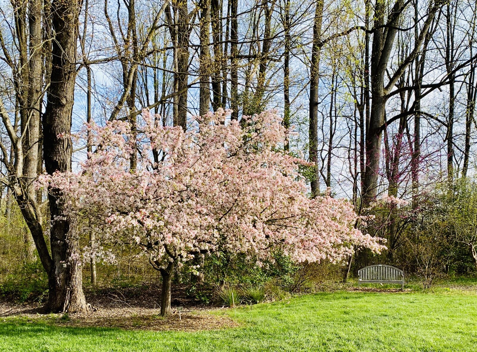 Apple iPhone 11 Pro sample photo. Tree, bloom, trees photography