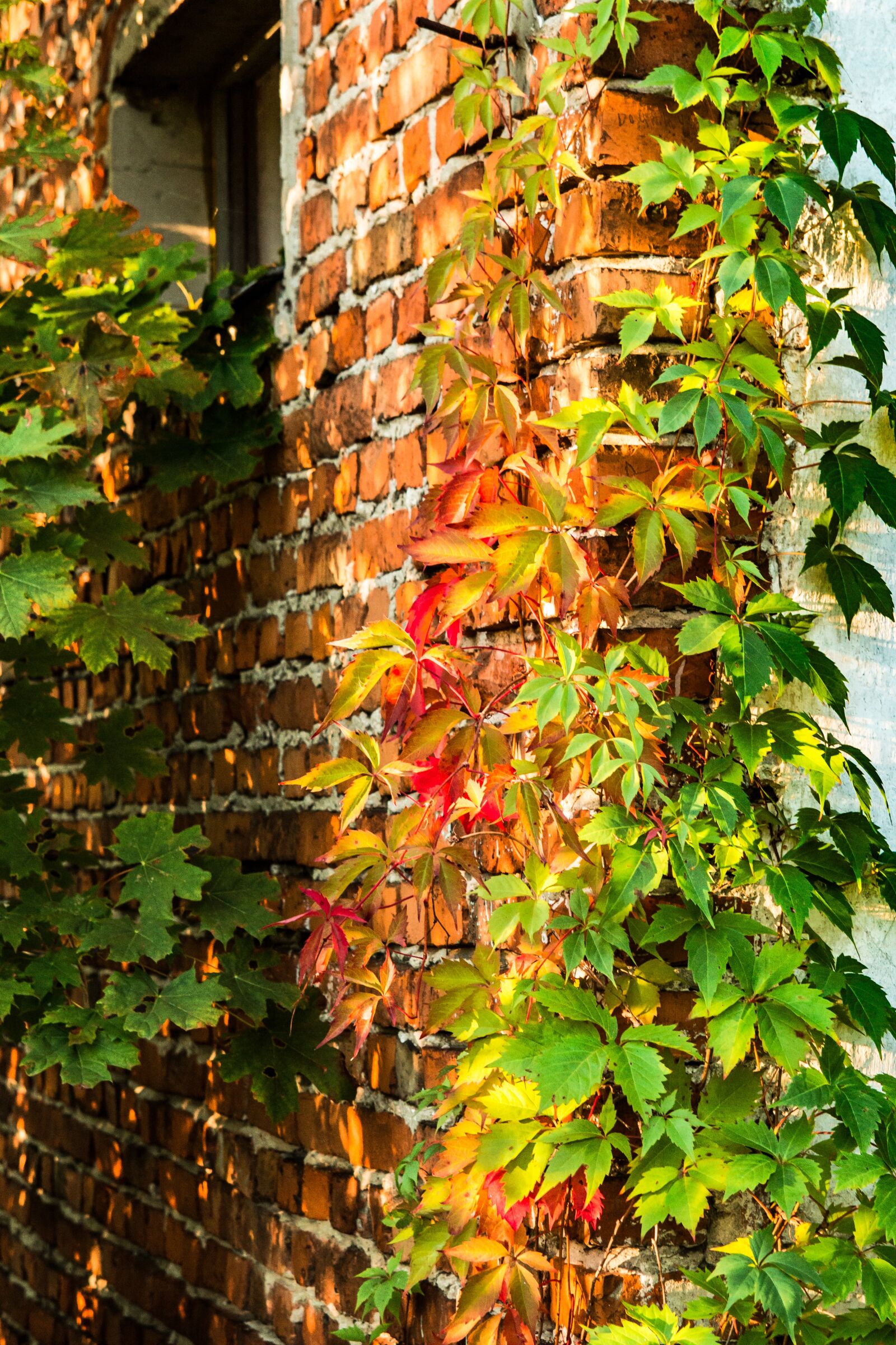 Canon EOS 700D (EOS Rebel T5i / EOS Kiss X7i) sample photo. Autumn, foliage, colorful photography