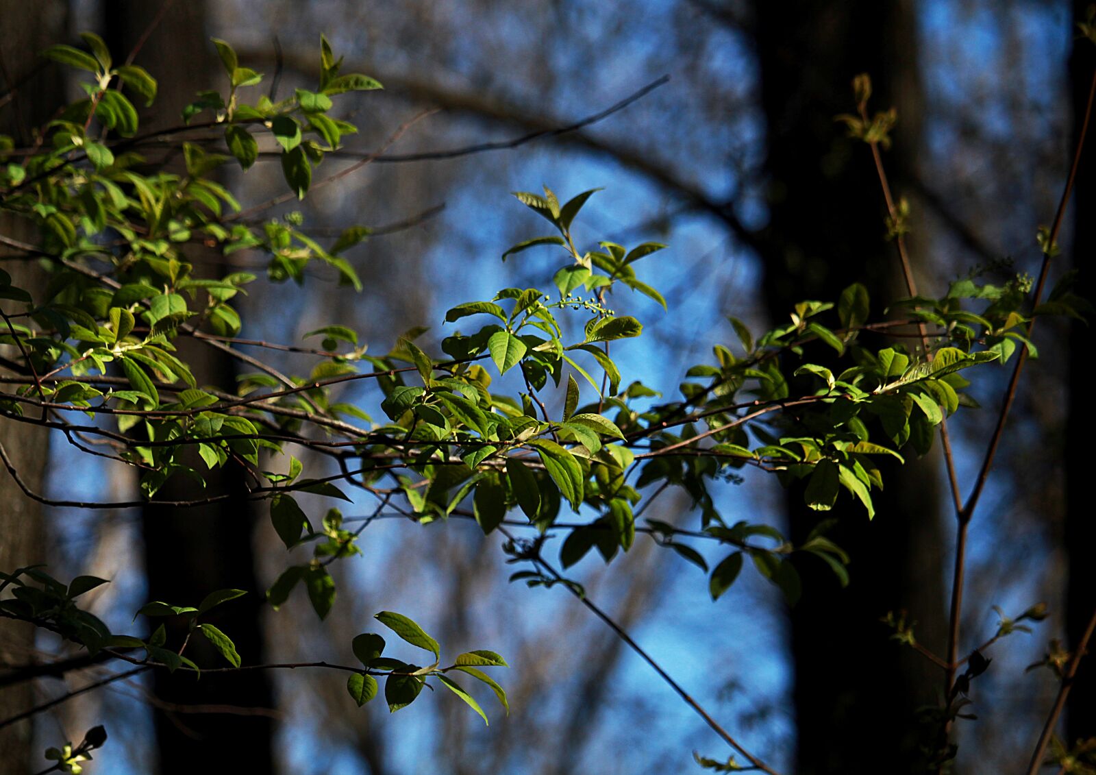 Canon EOS 1200D (EOS Rebel T5 / EOS Kiss X70 / EOS Hi) sample photo. Leaves, branch, bird-cherry tree photography