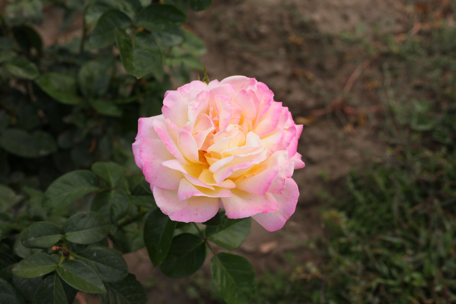 Canon EOS 5D Mark II sample photo. Autumn flower, pink flower photography
