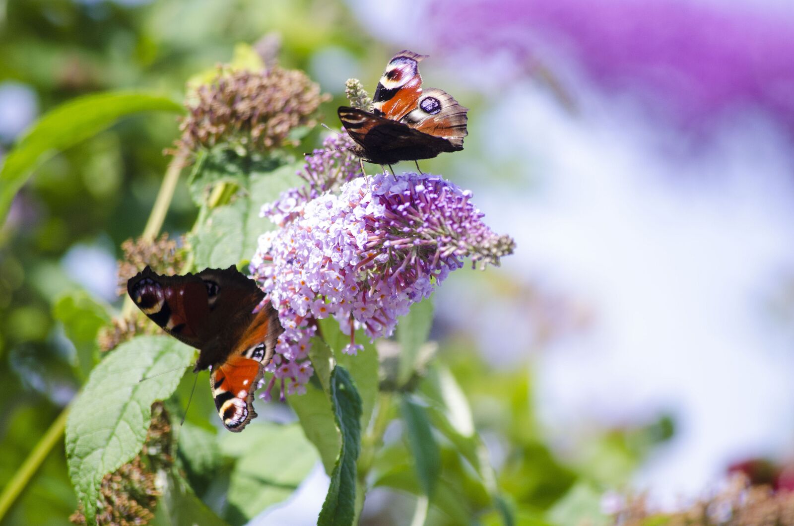 Nikon D5100 sample photo. Butterflies, nature, garden photography