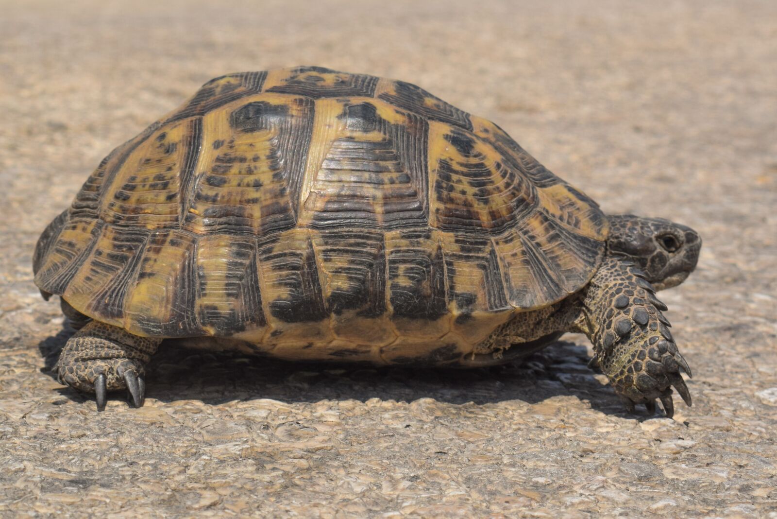 Nikon D5300 sample photo. Turtle, reptile, animal photography