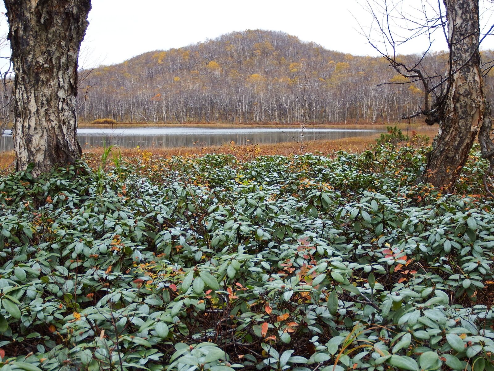 Fujifilm FinePix S1 sample photo. Forest, lake, tundra photography