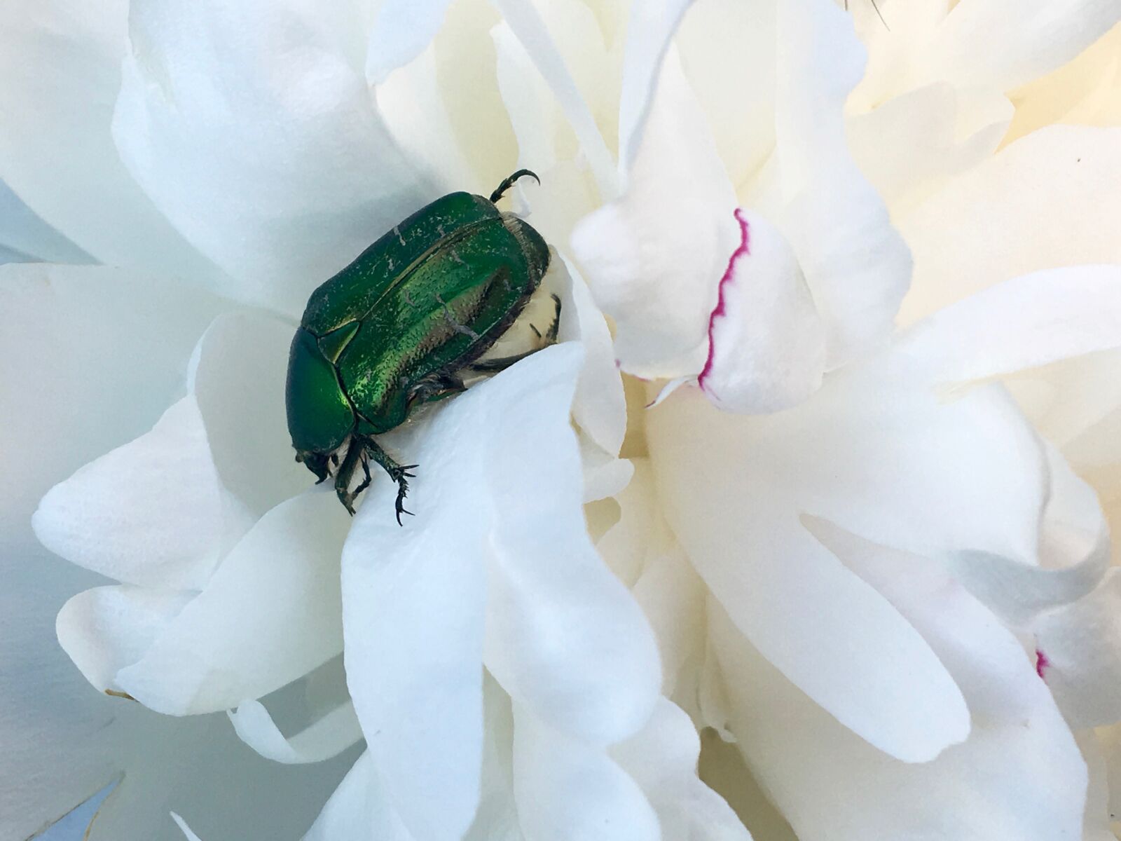 Apple iPad Pro sample photo. Rose beetle, green, shiny photography