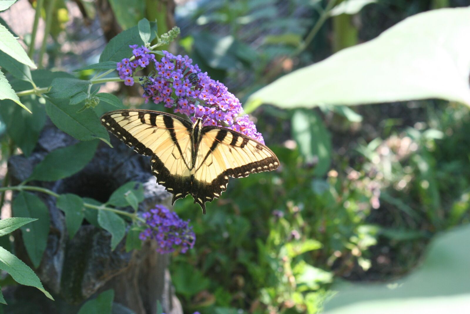 Canon EOS 350D (EOS Digital Rebel XT / EOS Kiss Digital N) sample photo. Swallowtail butterfly, butterflies, butterfly photography
