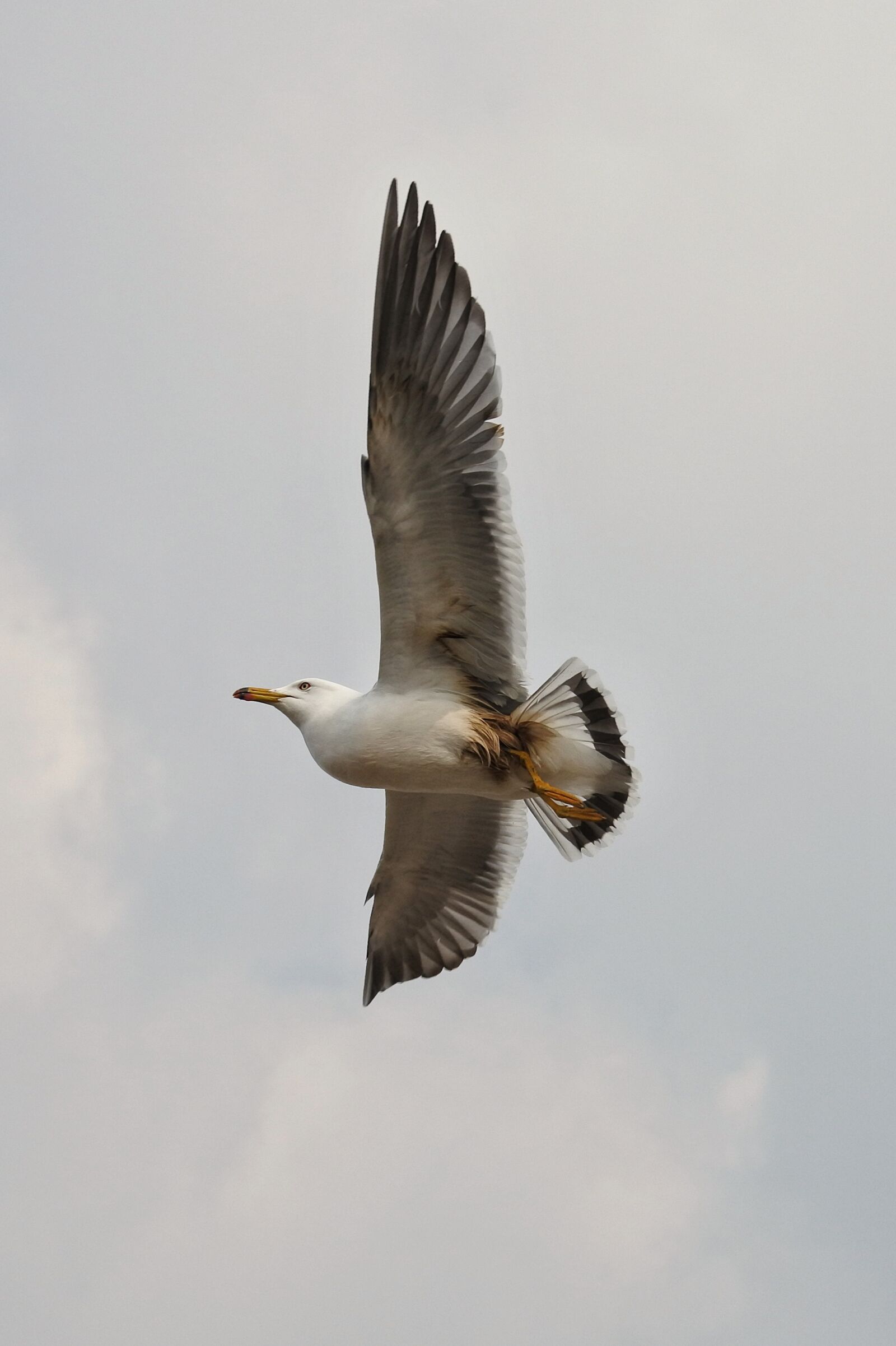 Nikon 1 Nikkor VR 30-110mm F3.8-5.6 sample photo. Animal, sky, sea gull photography