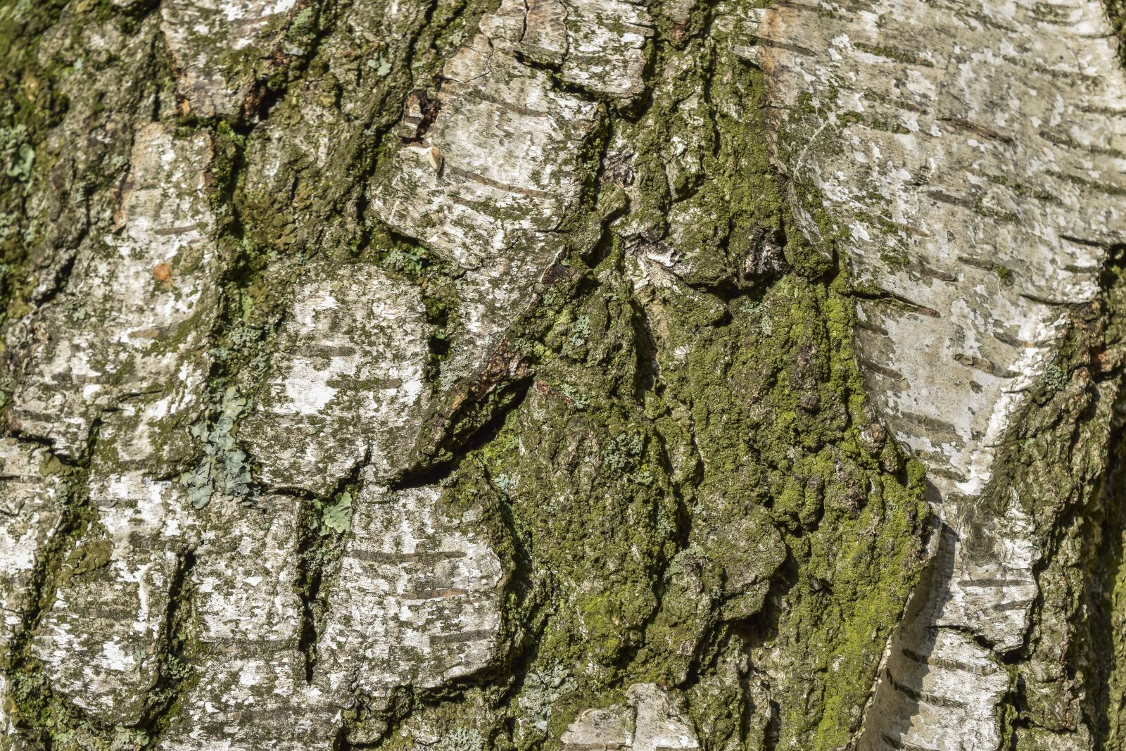 Nikon D3300 sample photo. Tree, bark, nature photography