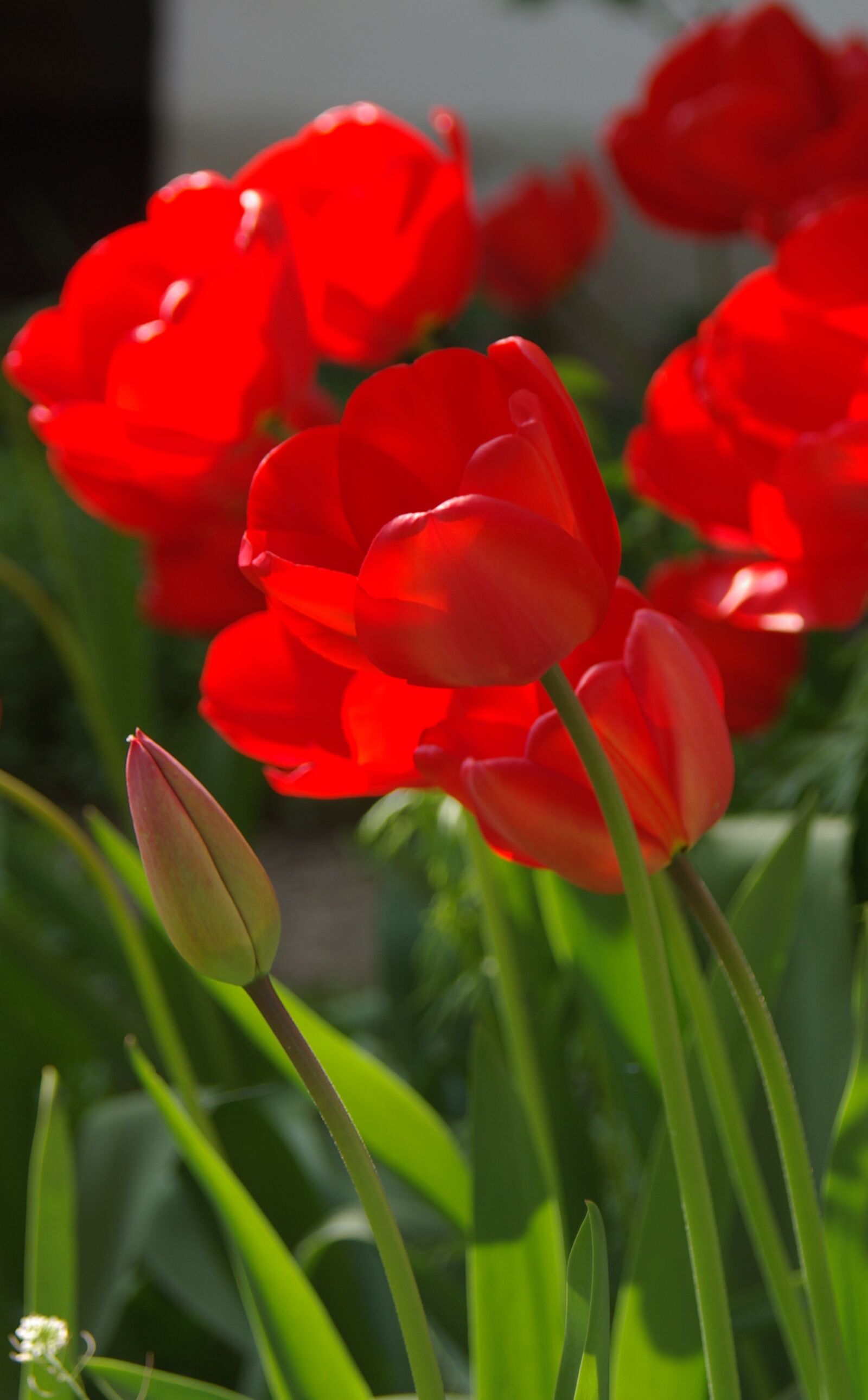 Pentax K10D sample photo. Tulip, red, garden photography