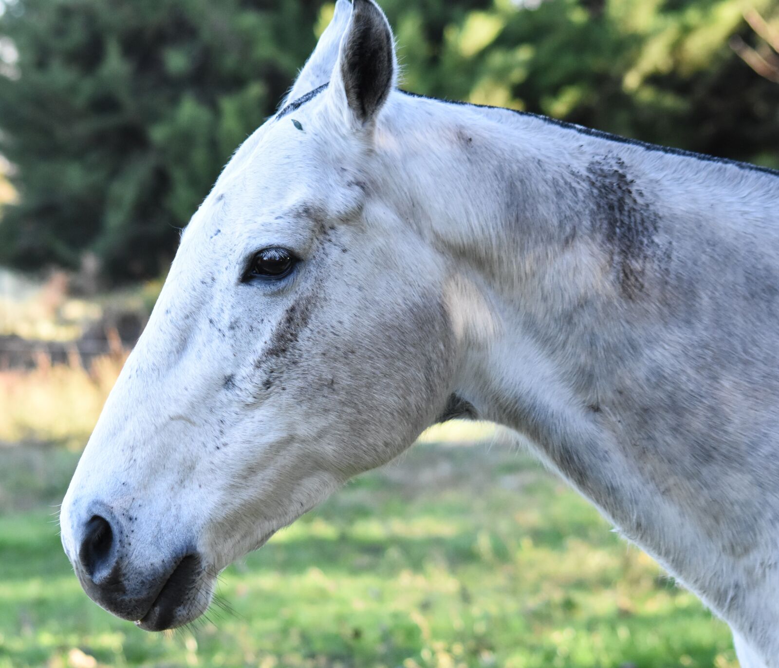 Nikon D5500 sample photo. Equine, animal, four legged photography