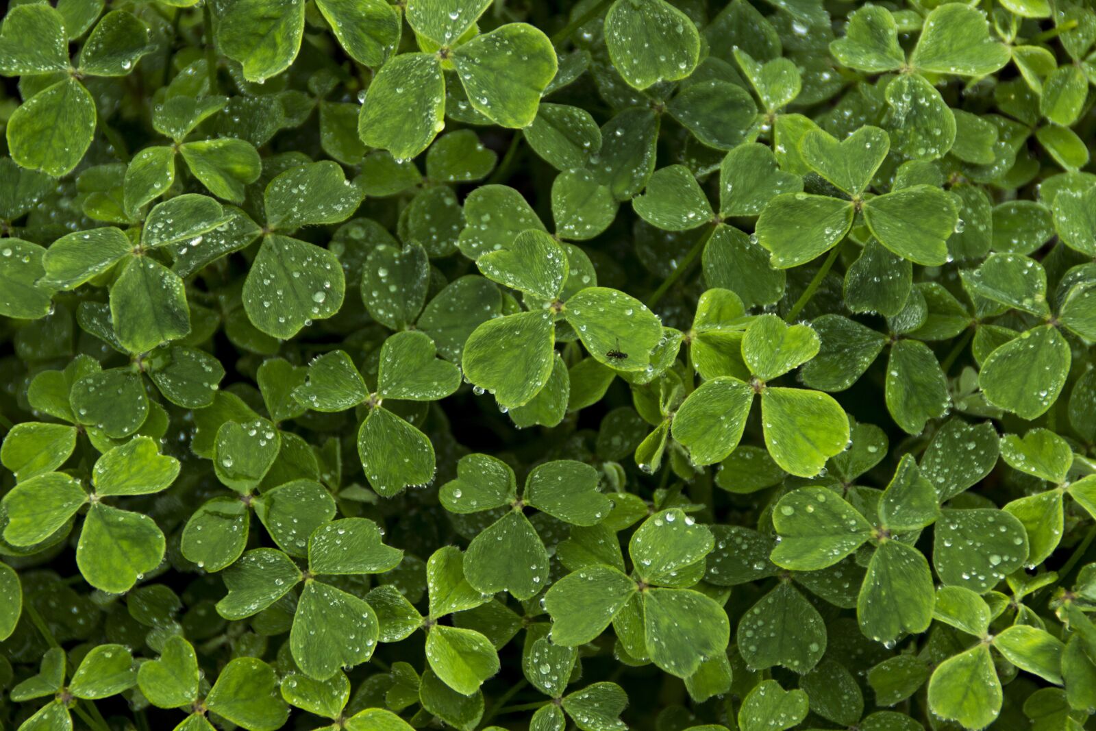 Canon EOS 600D (Rebel EOS T3i / EOS Kiss X5) sample photo. Clover, leaf, white clover photography