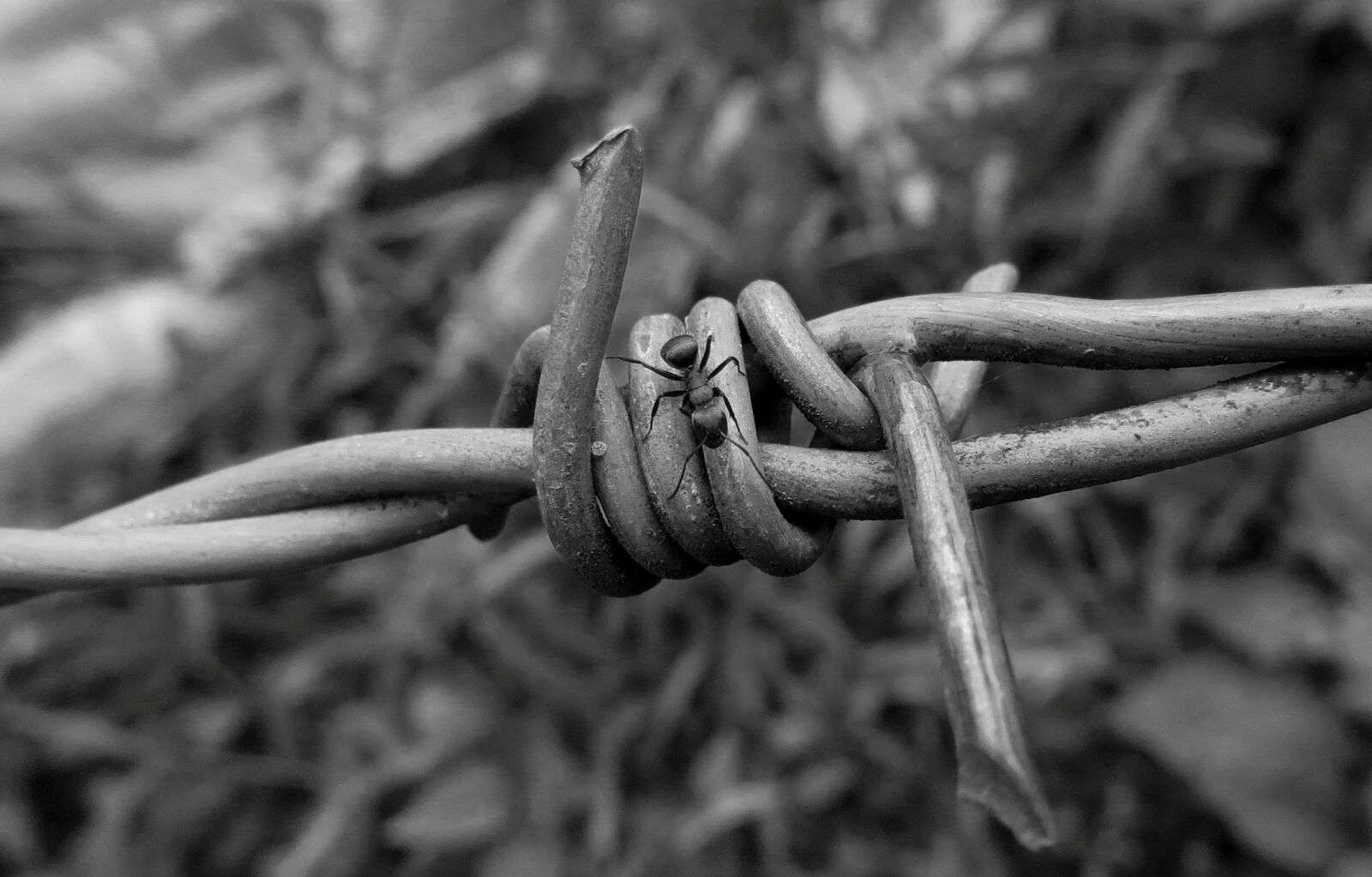 Canon PowerShot SX50 HS sample photo. Black and white, insect photography
