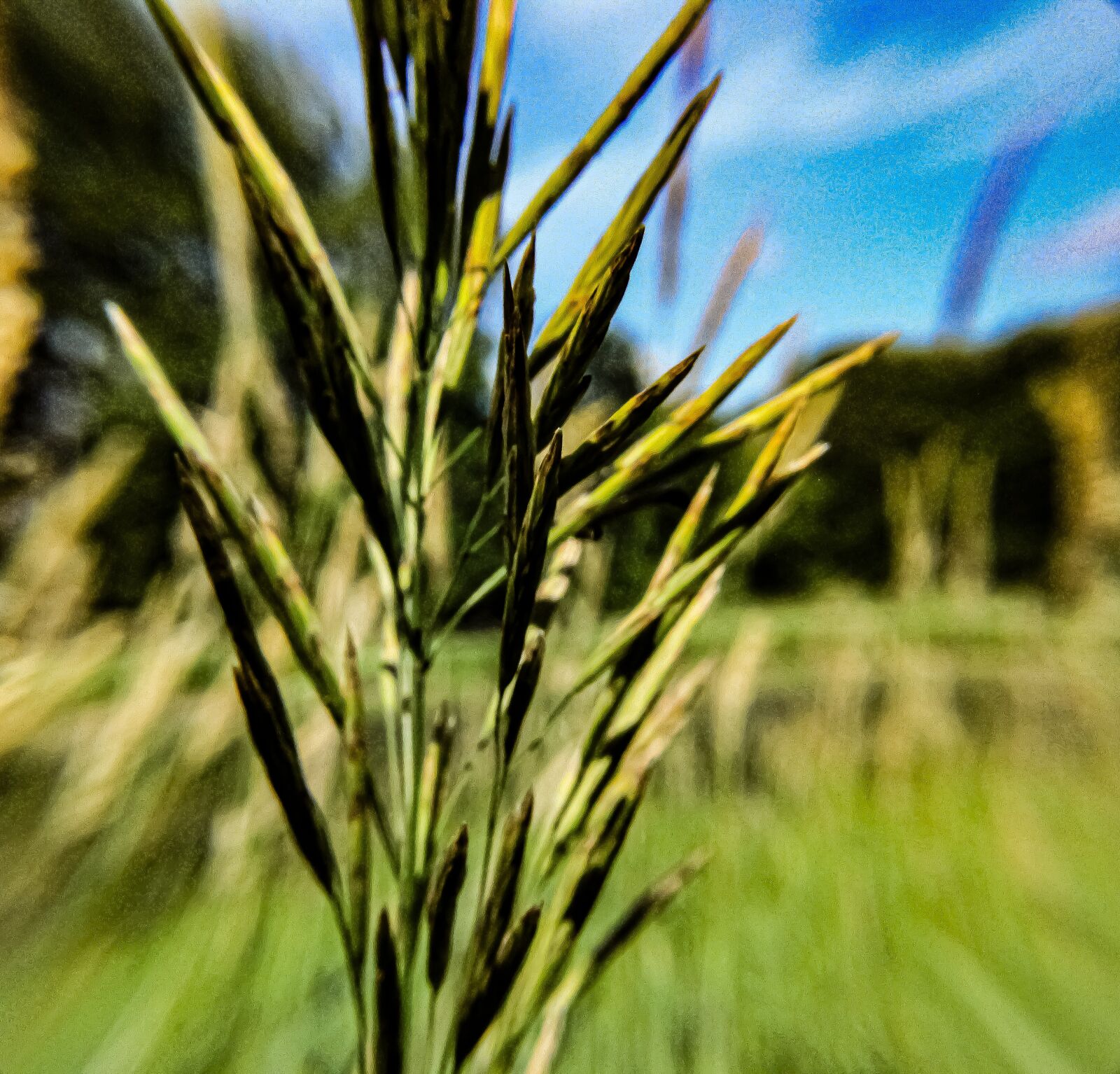 Canon EOS 4000D (EOS Rebel T100 / EOS 3000D) sample photo. Grass, macro, nature photography