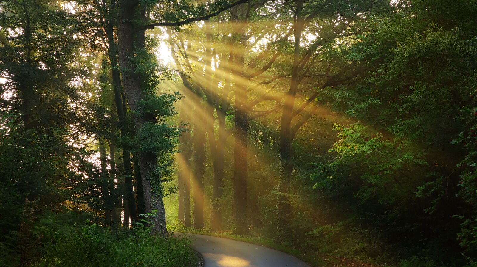 Canon EF-M 15-45mm F3.5-6.3 IS STM sample photo. Sunrays, sunlight, forest photography