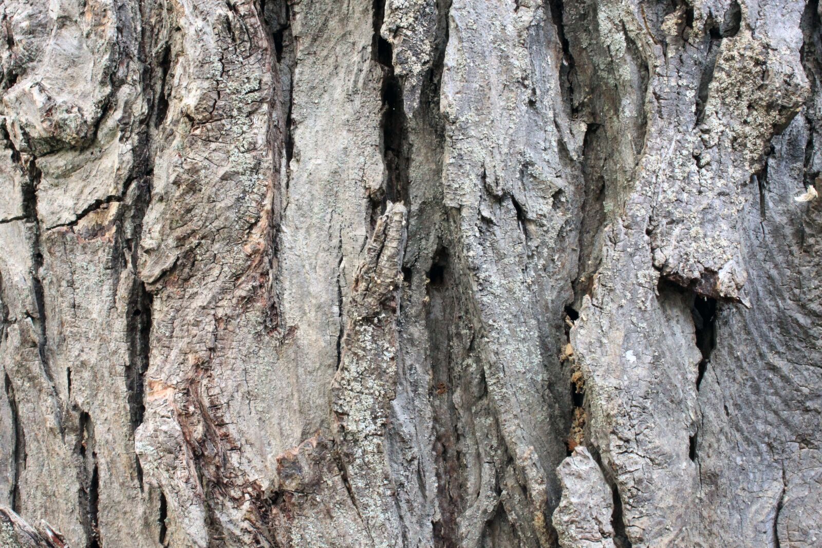 Canon EOS 500D (EOS Rebel T1i / EOS Kiss X3) sample photo. Tree, old, bark photography