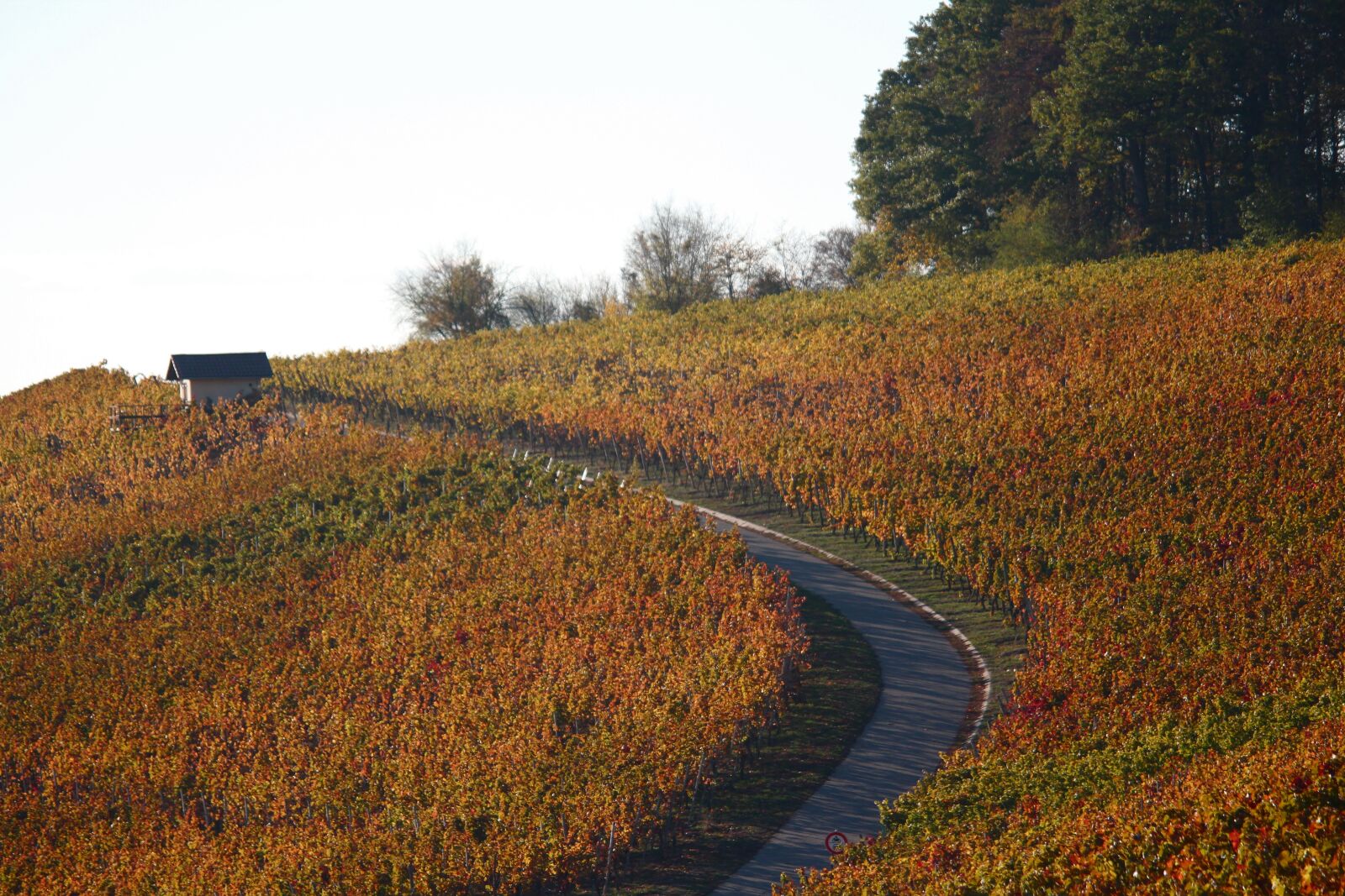 Canon EOS 600D (Rebel EOS T3i / EOS Kiss X5) sample photo. Vineyards, autumn, colorful photography