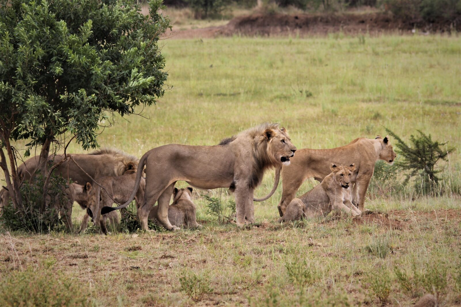 Canon EOS 60D sample photo. Pride, lion, king photography