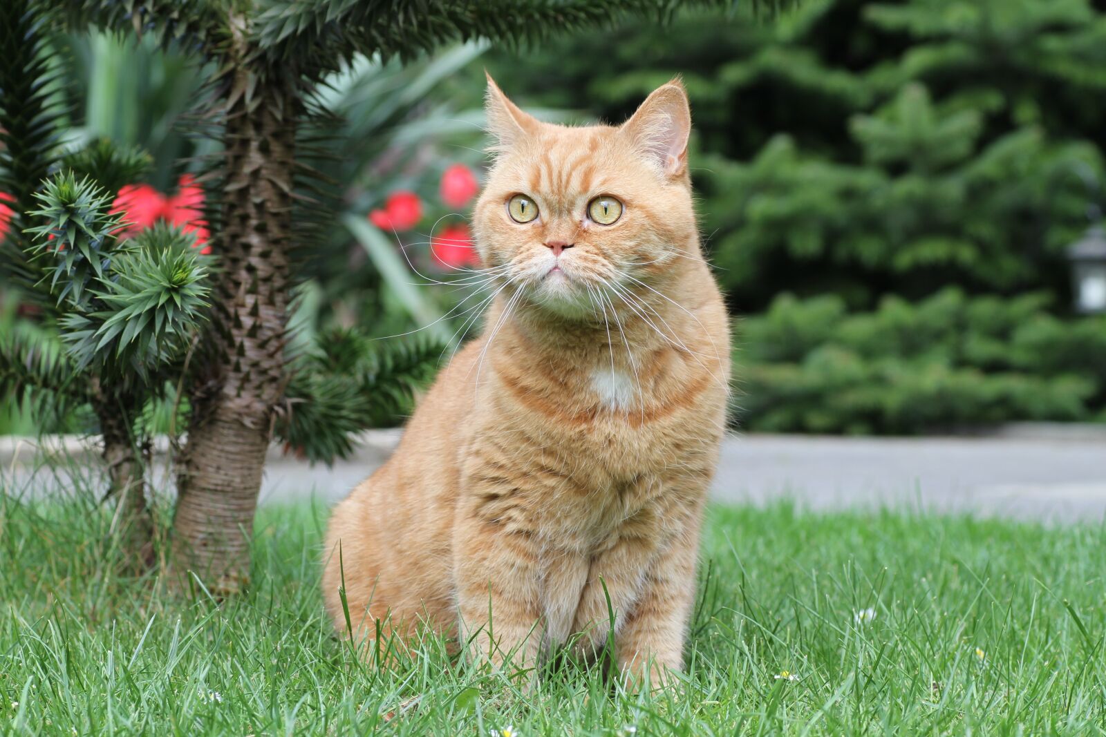 Canon EOS 7D sample photo. Cat, british shorthair, cat's photography