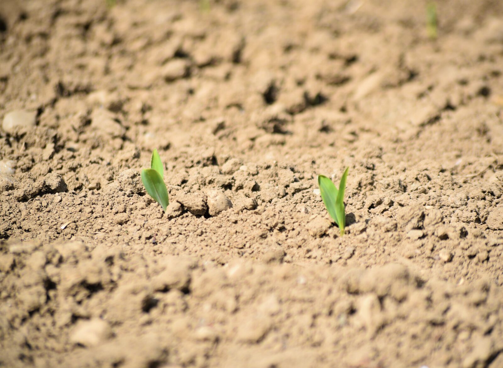 Nikon D750 sample photo. Agricultural, cereals, sow photography