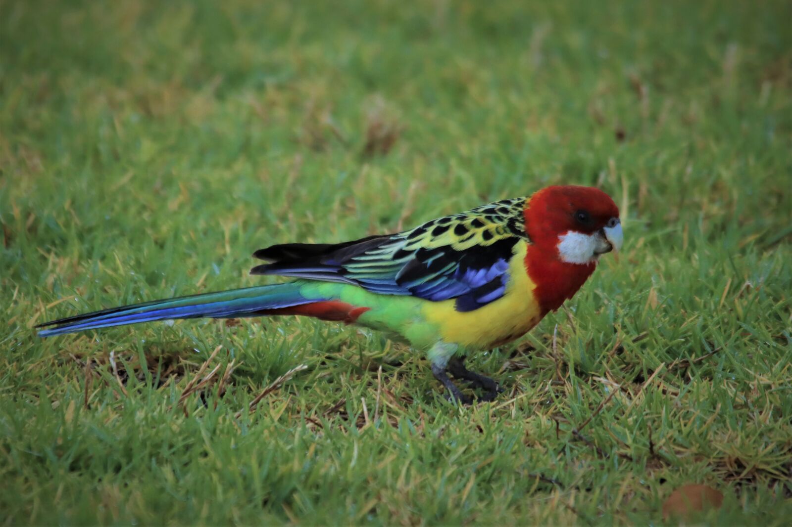 Canon EOS 90D sample photo. Eastern, rosella, native photography