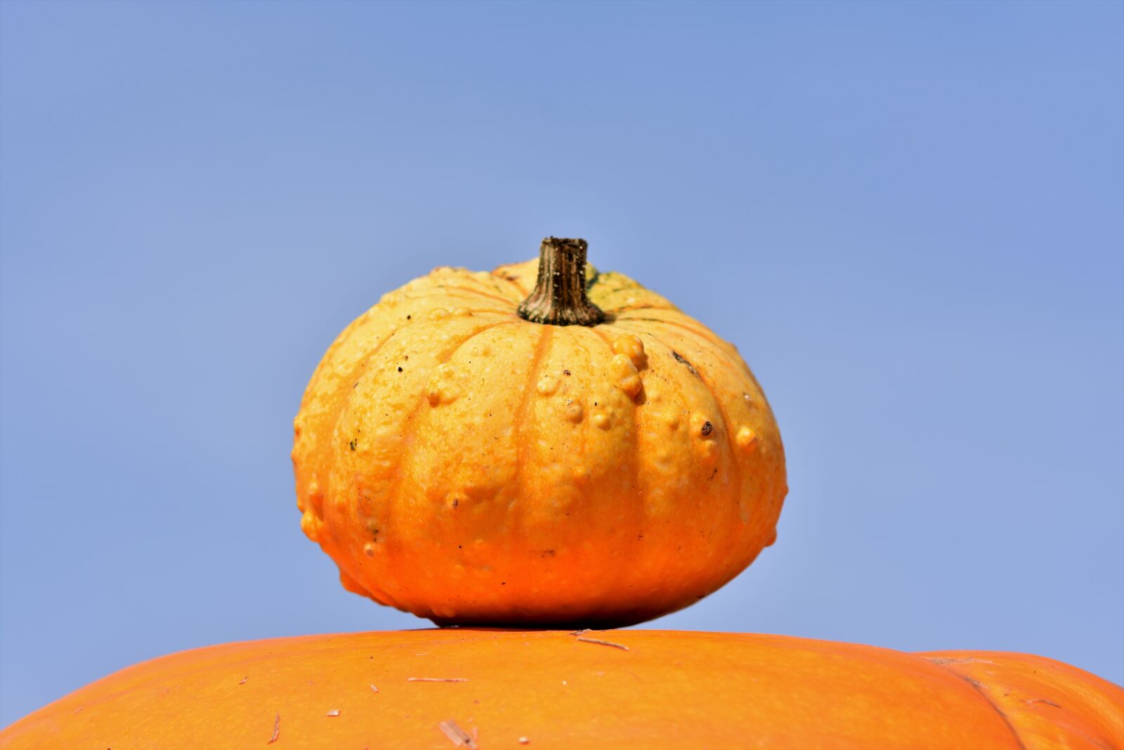 Nikon D7200 sample photo. Pumpkin, fruit, orange photography