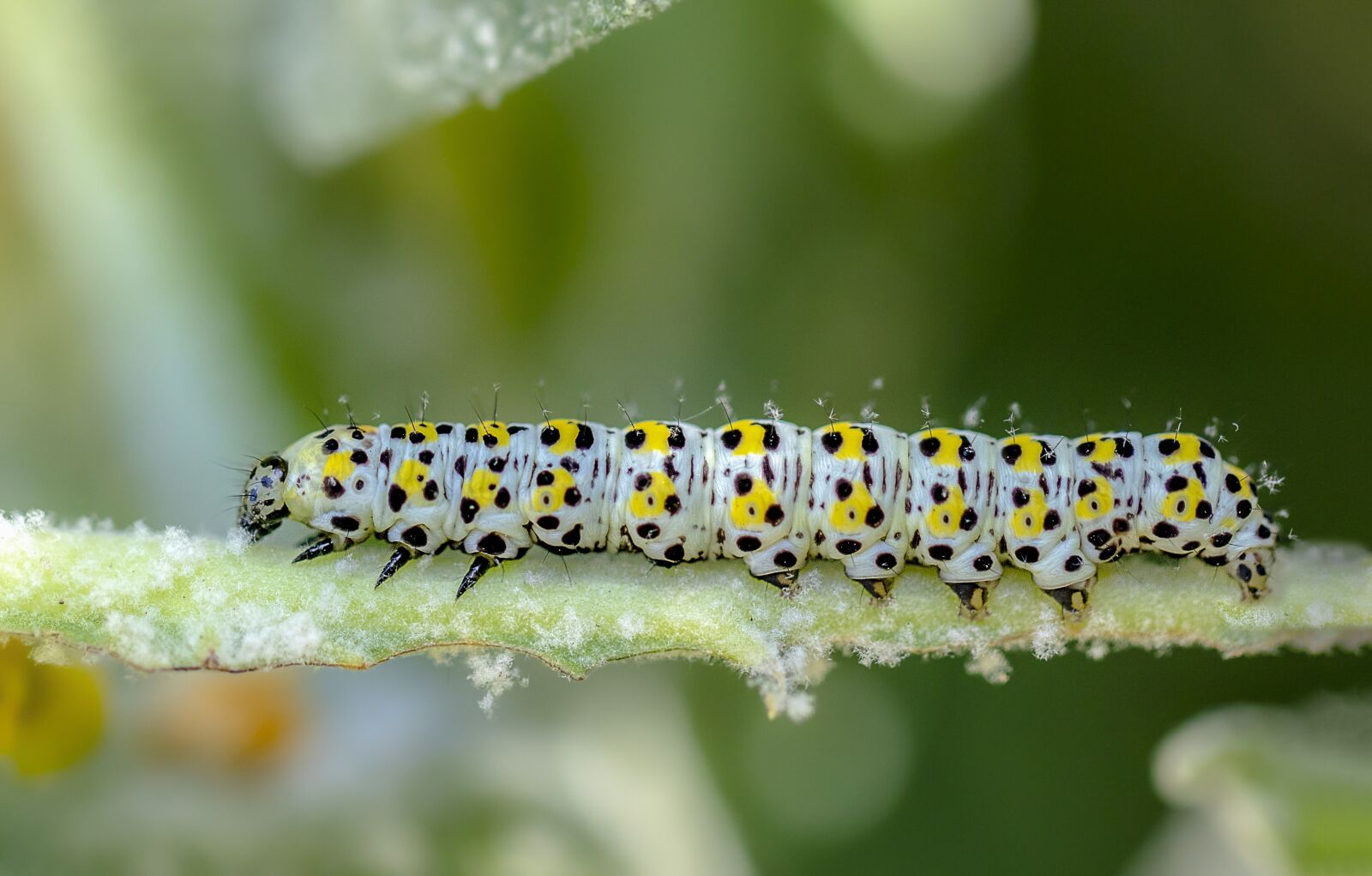 Canon EF 100mm F2.8L Macro IS USM sample photo. Caterpillar, larva, moth photography