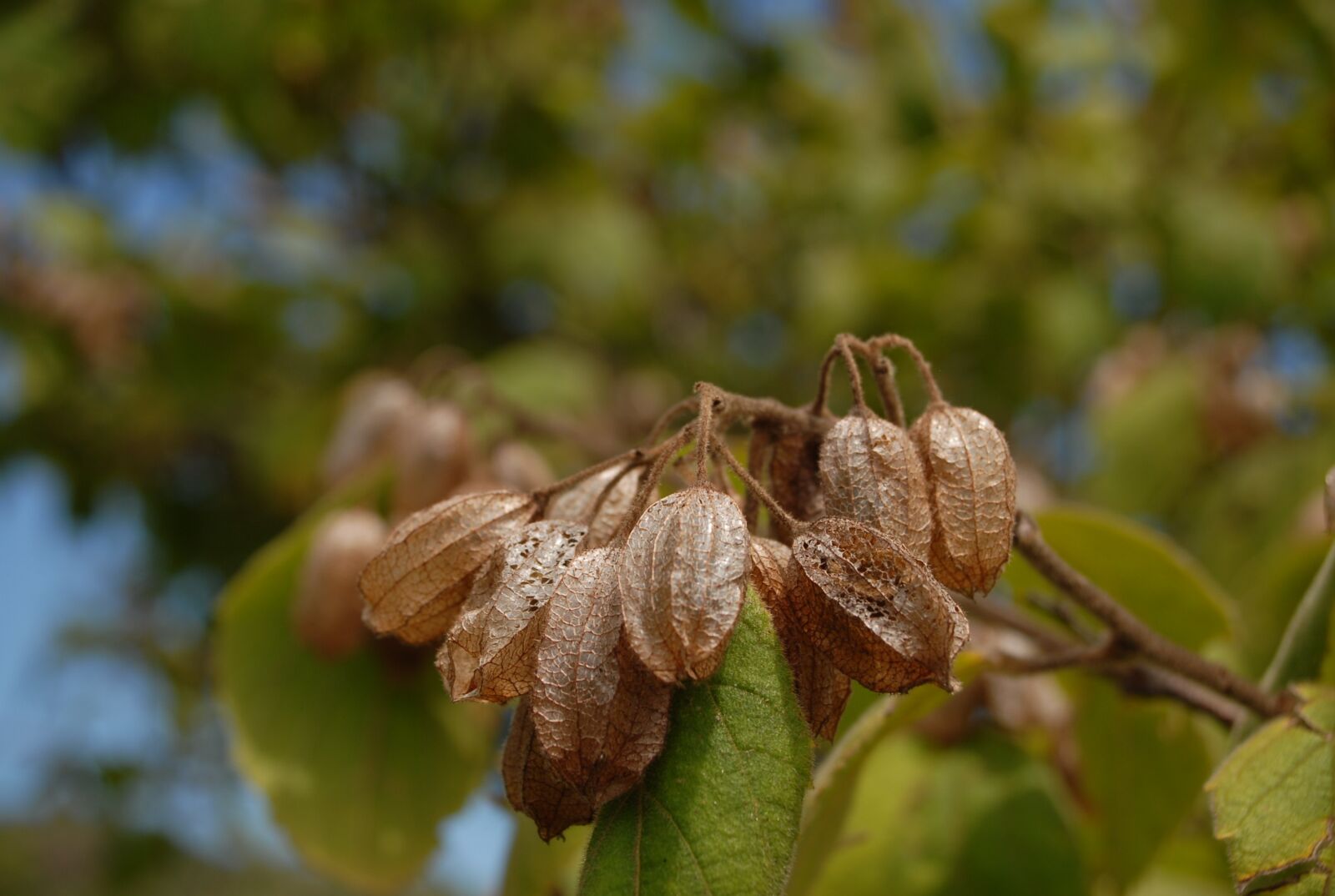 Nikon D200 sample photo. Fruit, nature, plant photography
